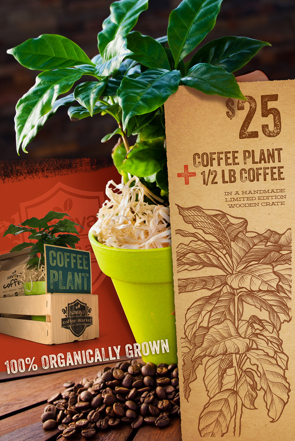 Coffee-Plant-Poster